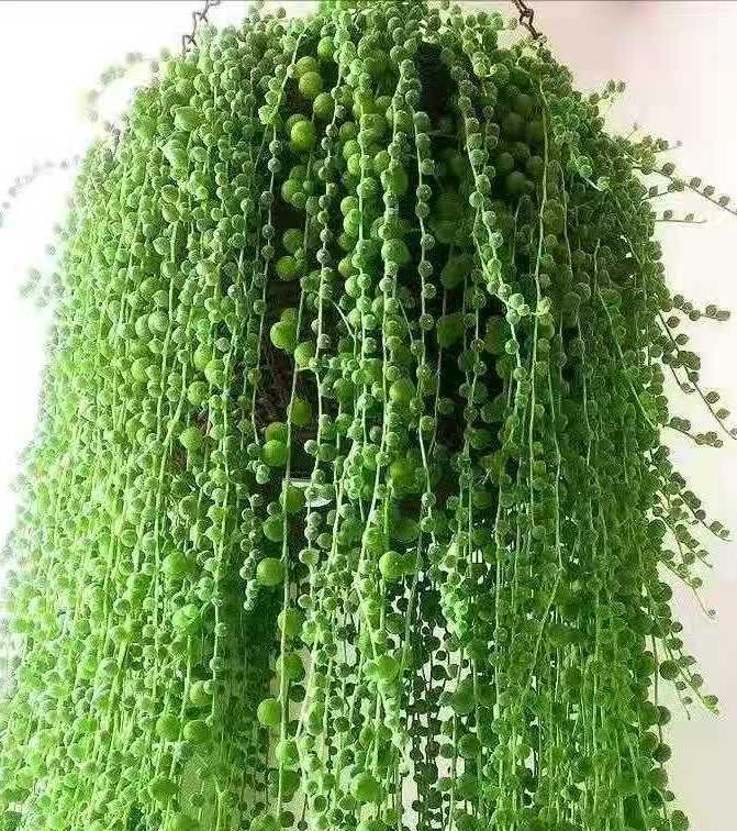 养这4种花家中秒变花海真的很美,家庭常养4种花花朵漂亮