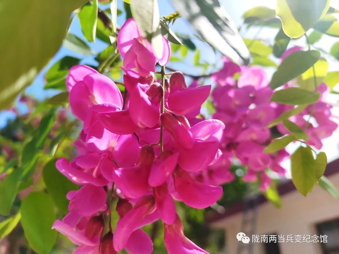 又是一年槐花香满城,又是一年槐花香全文