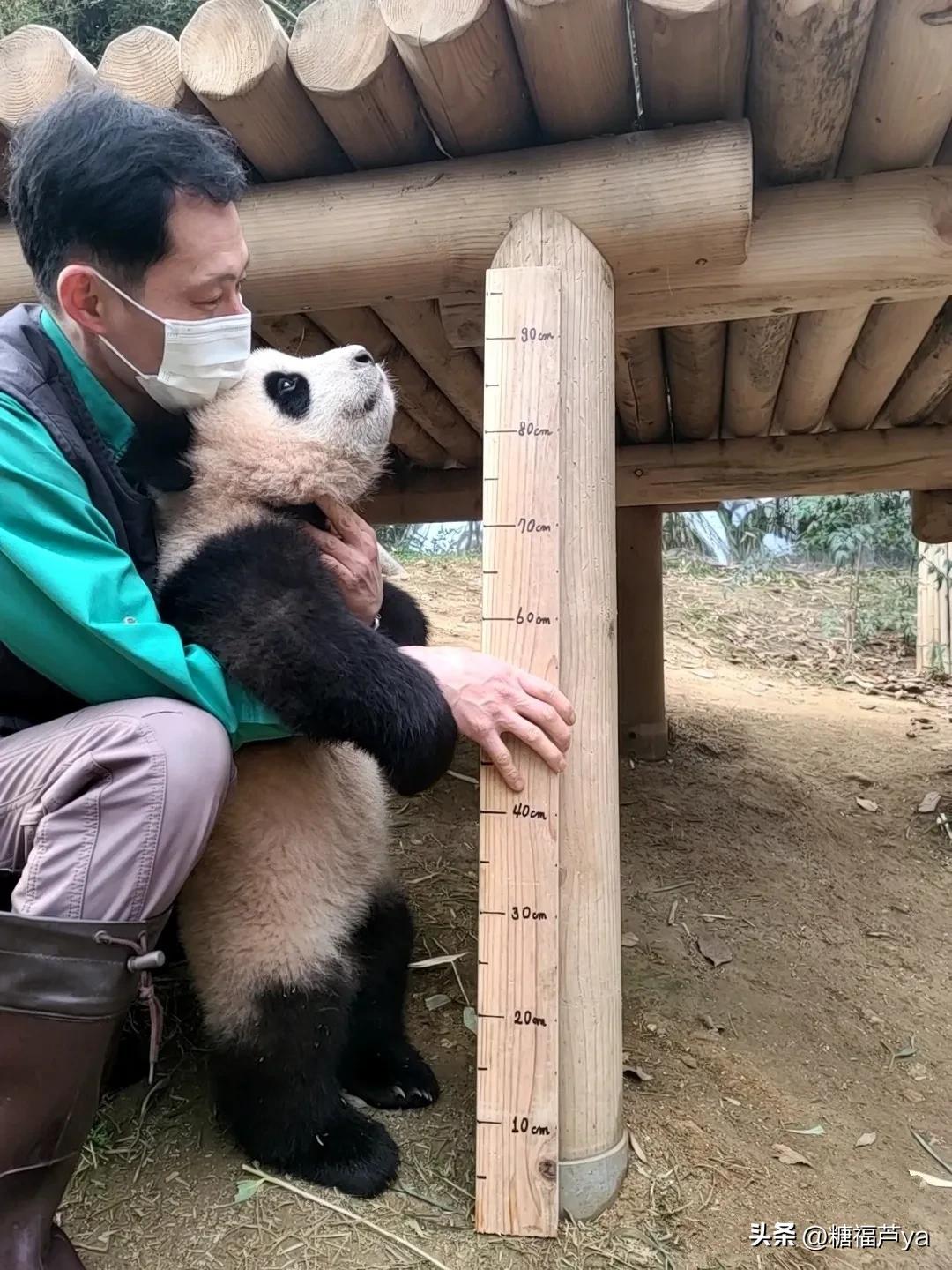 那些证明福宝是人的证据——毛皮大衣下是个小人精