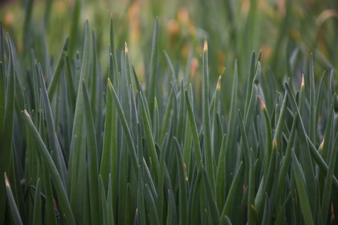 洛阳市洛阳晚报,洛阳晚报作文
