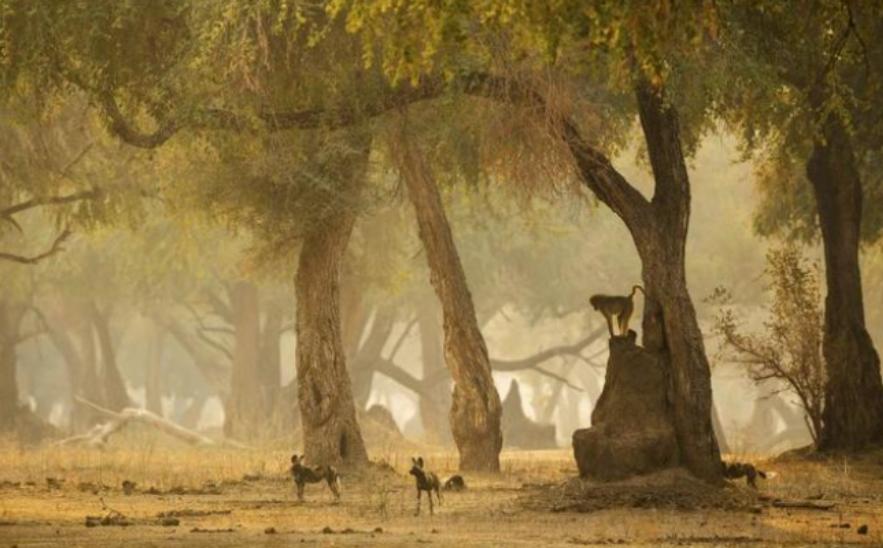 进击的狗群：非洲野狗在三年内，干掉了五十多只狒狒