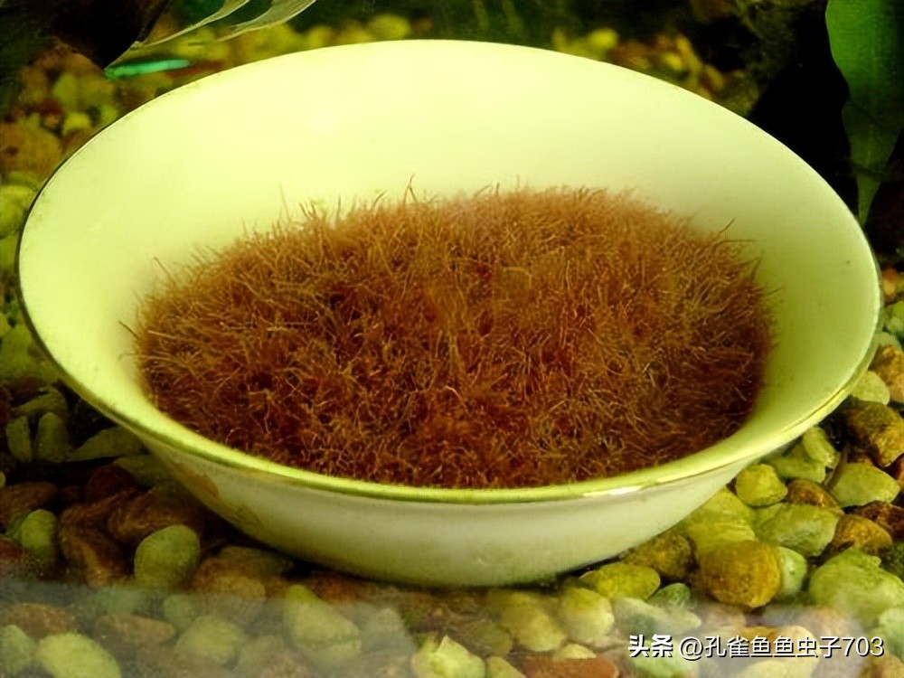 春季鱼为什么死亡如何救活,自己养的鱼无征兆死亡怎么回事