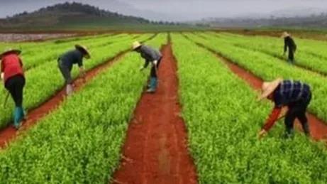 农村做什么生意最赚钱,农村干点什么能赚钱呢