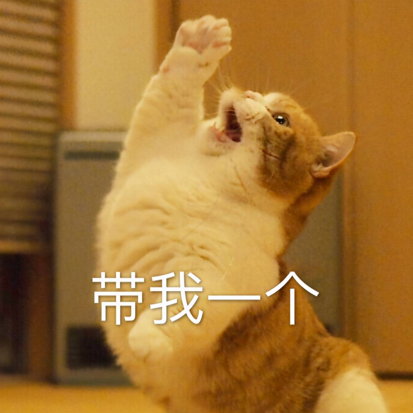 猫咪的这几个姿势说明它很爱你,猫咪令人喜爱的几件事