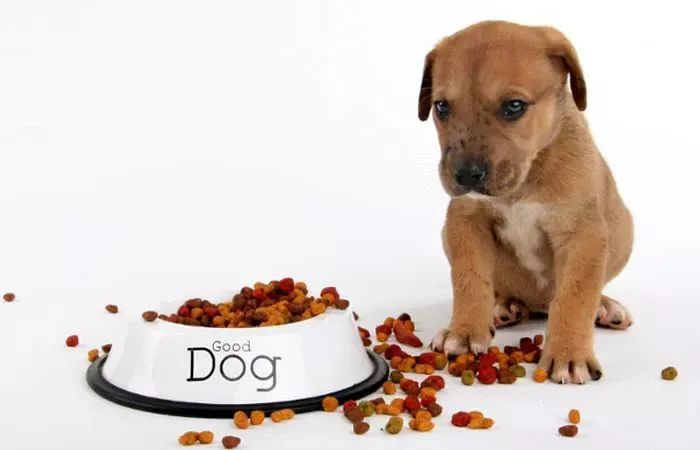 狗狗掉牙注意什么,狗狗掉牙的处理方法