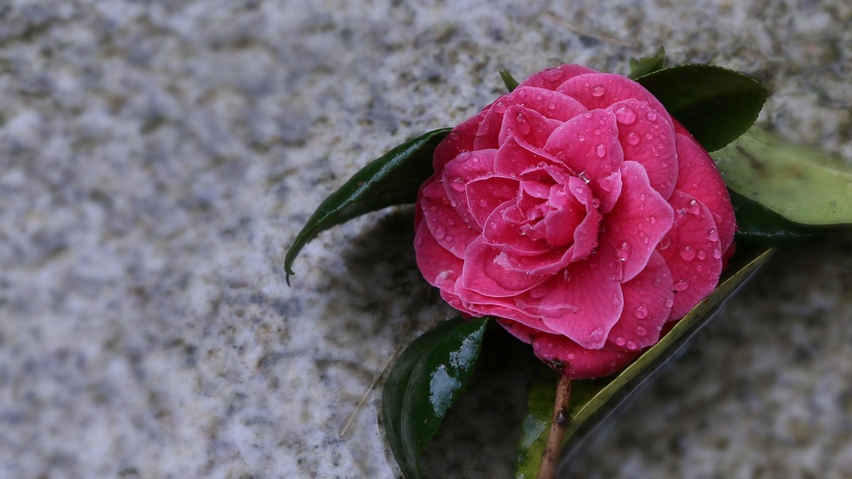 十天后运势好到爆的星座,80后近期星座运势