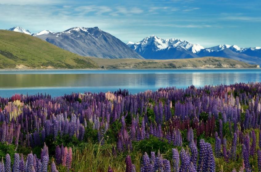 新西兰毛利文化体验,新西兰毛利文化起源