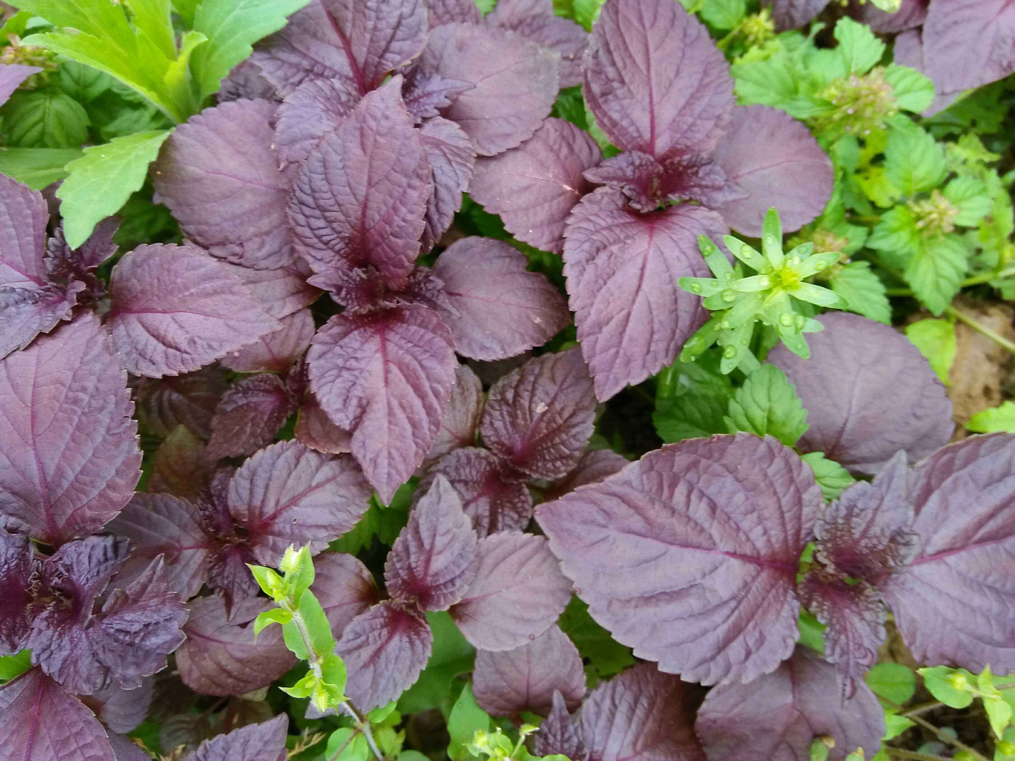 清明期间开的野花有哪些,清明节野花