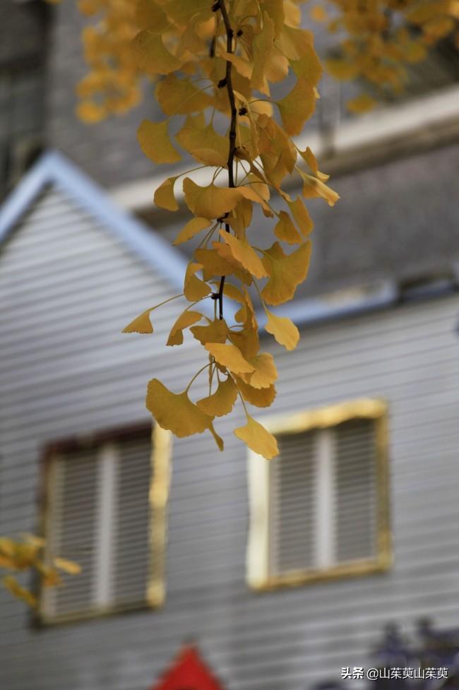 芜湖旅游攻略教堂,芜湖鸠兹风景区