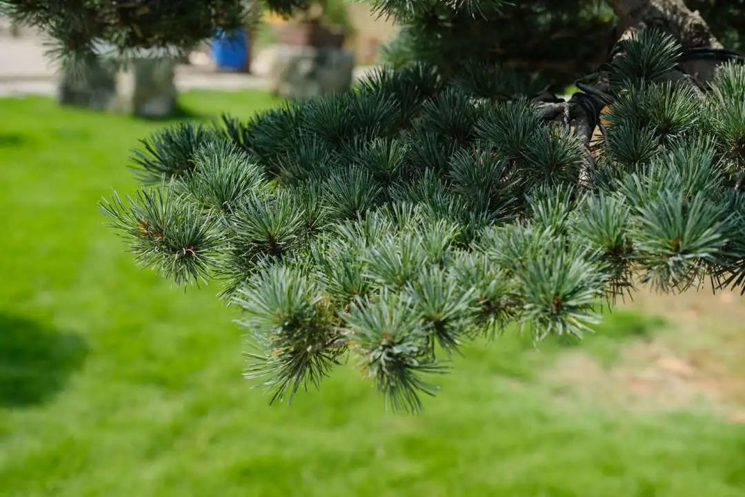 植树节诗句有哪些,植树节的诗句古诗和名言