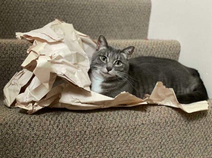 如何100%抓到一只小猫,如何抓猫咪陷阱