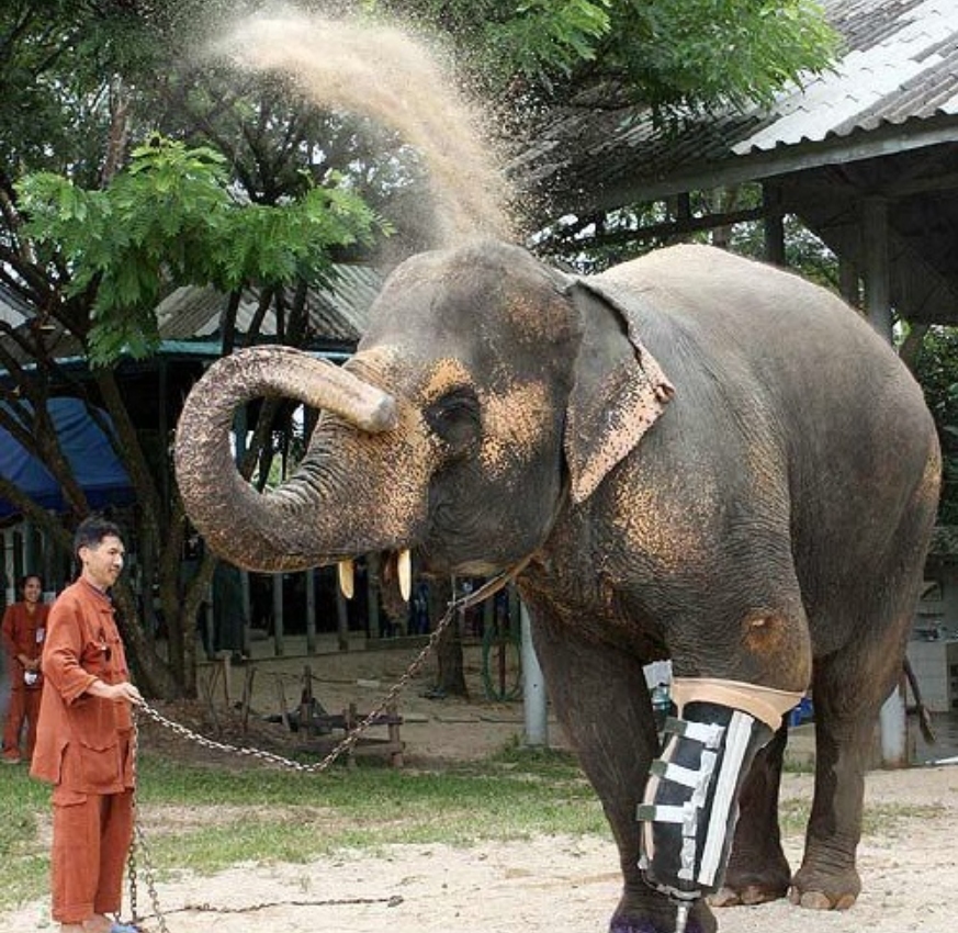 失去一条腿的大象,失去一条腿