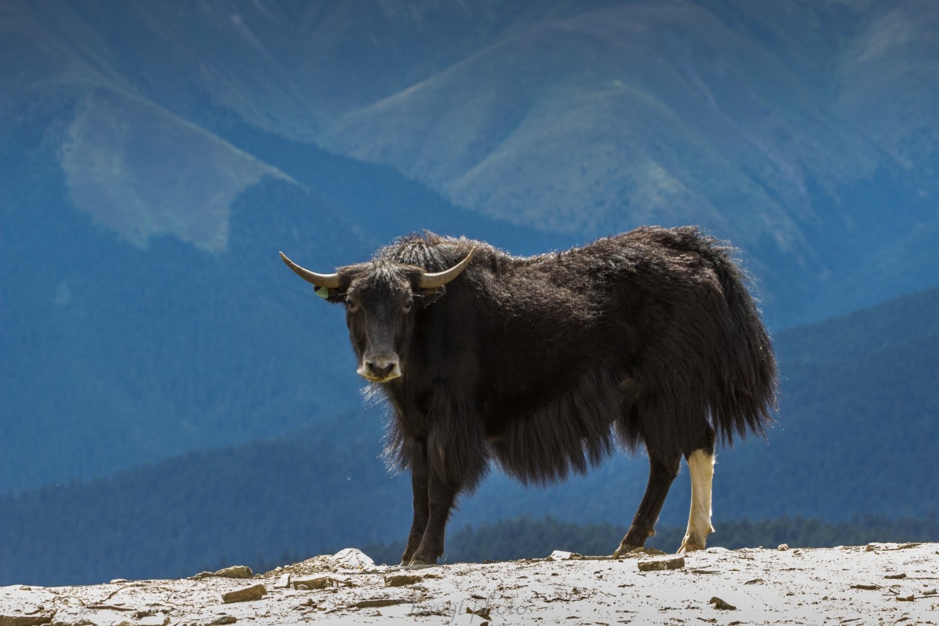 318来回攻略十三天,天路之旅西藏完整版
