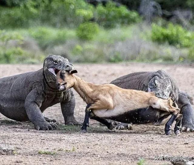 鬣狗捕食动物图片,鬣狗捕杀巨蟒