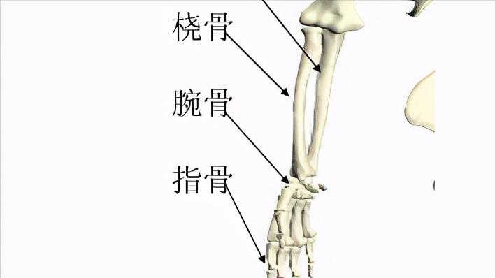 手腕骨折与桡骨远端骨折哪样严重,老年人手桡骨骨折多久能恢复