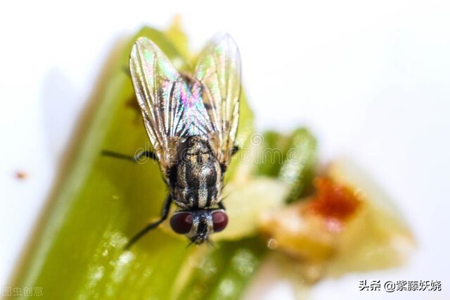 吃饭吃到苍蝇怎么赔偿,在饭店吃饭吃到苍蝇怎么解决