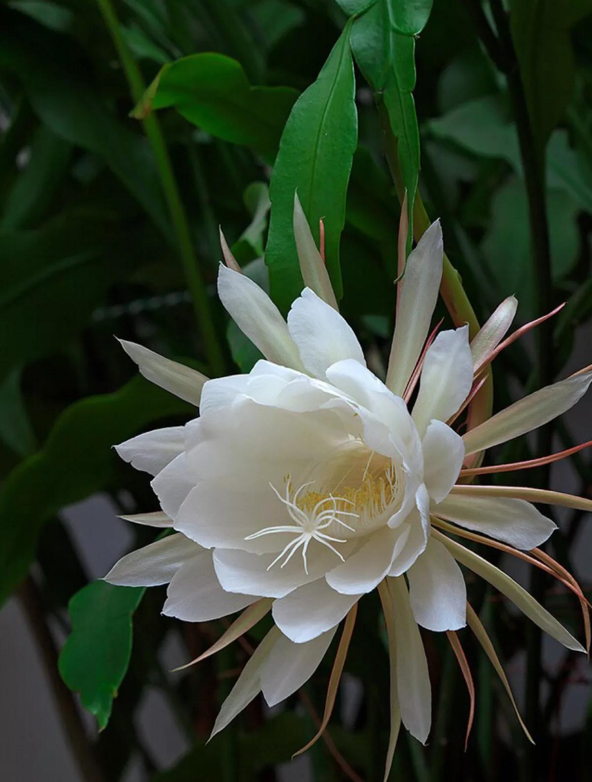 花千骨花絮,小百花花絮