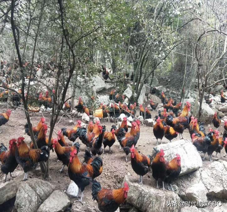 武都土特产有哪些,平武大山深处