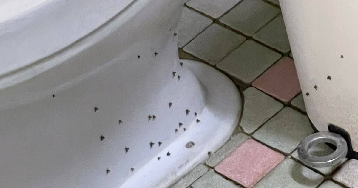 卫生间的小飞虫有什么危害,卫生间常见的小飞虫到底是什么