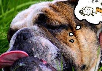 狗狗临近傍晚犯困该怎么干预,狗狗晚上怕黑是怎么回事