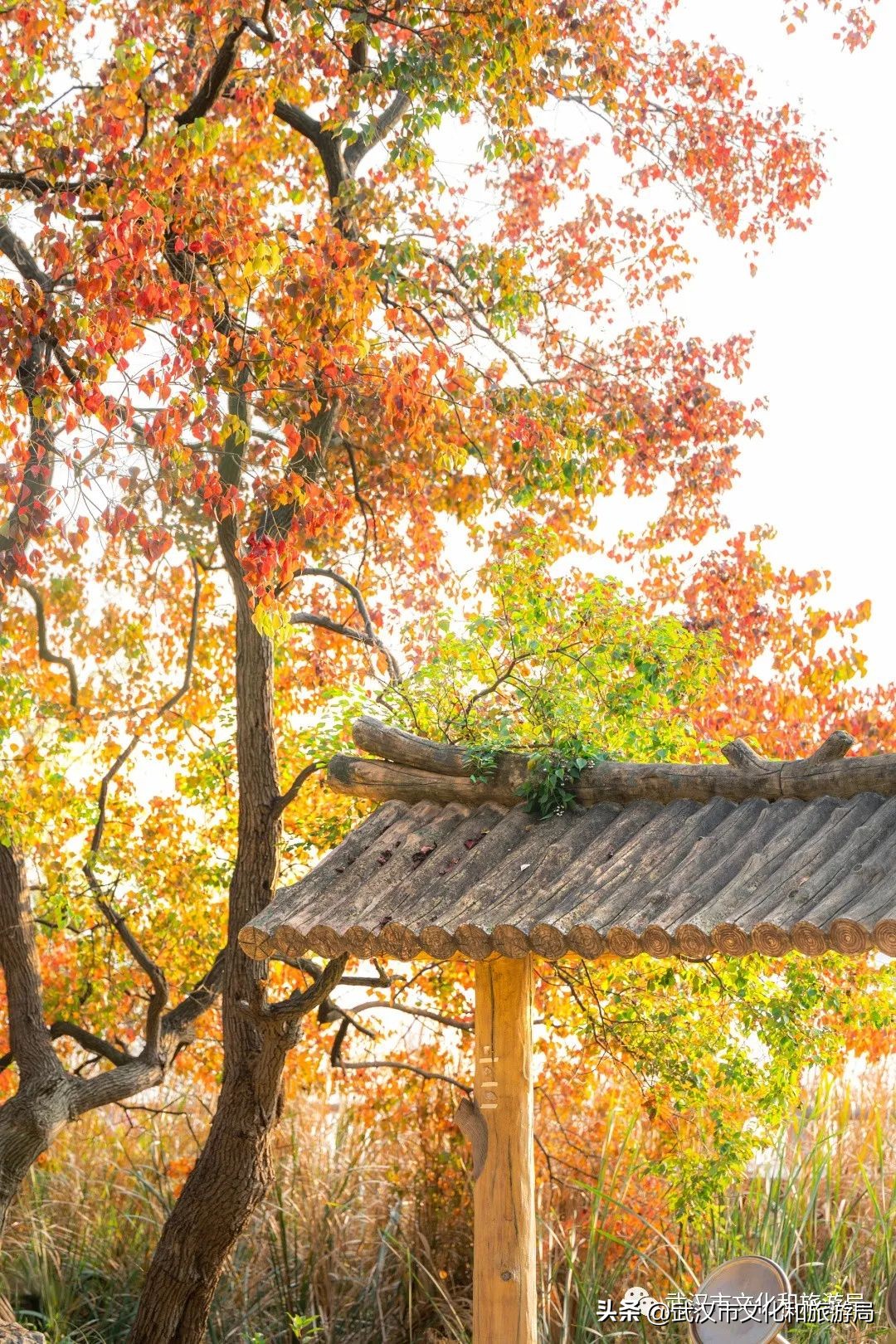 明天出太阳，到东湖捡叶子去！