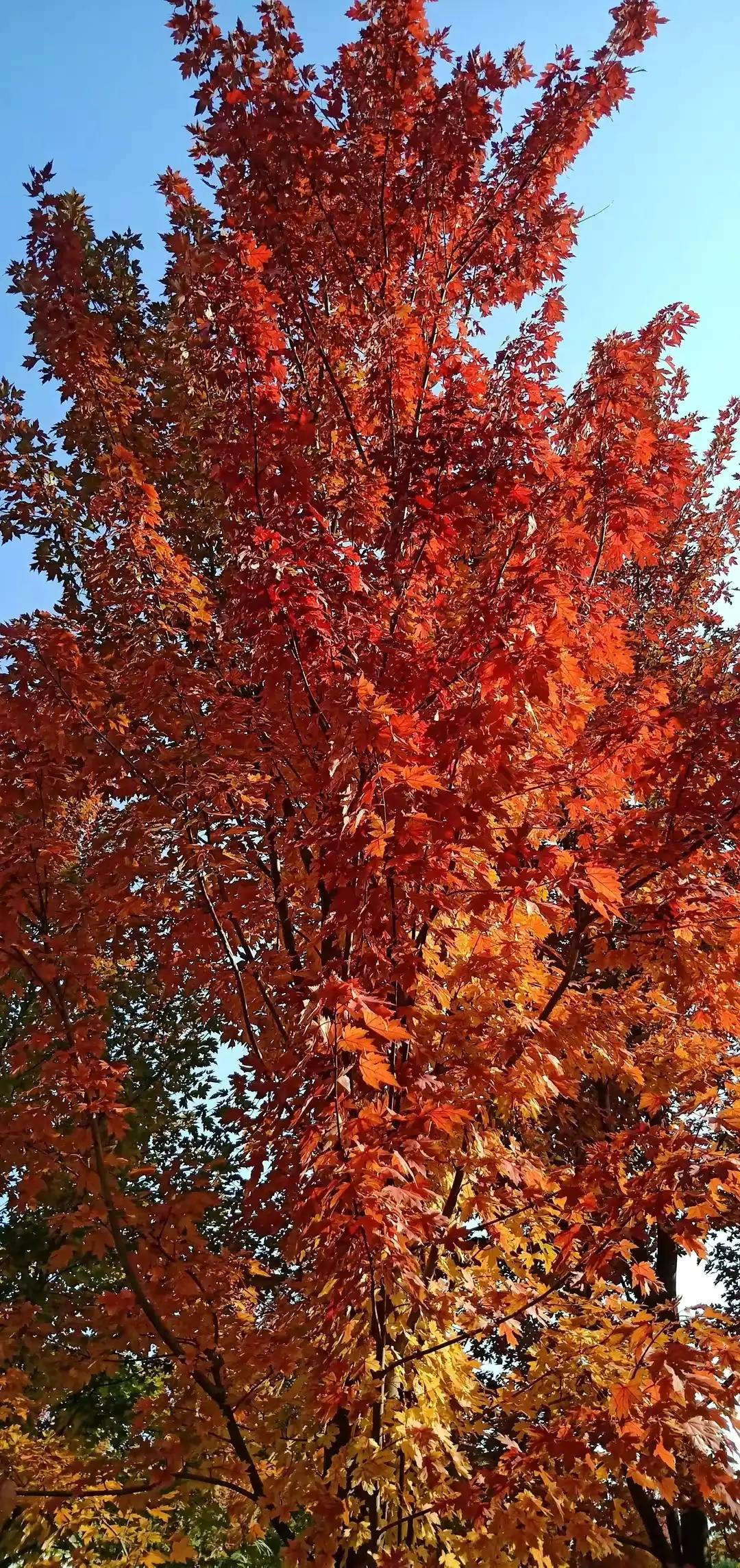 随笔／忆往昔，童年收藏的树叶“书签”还在吗？