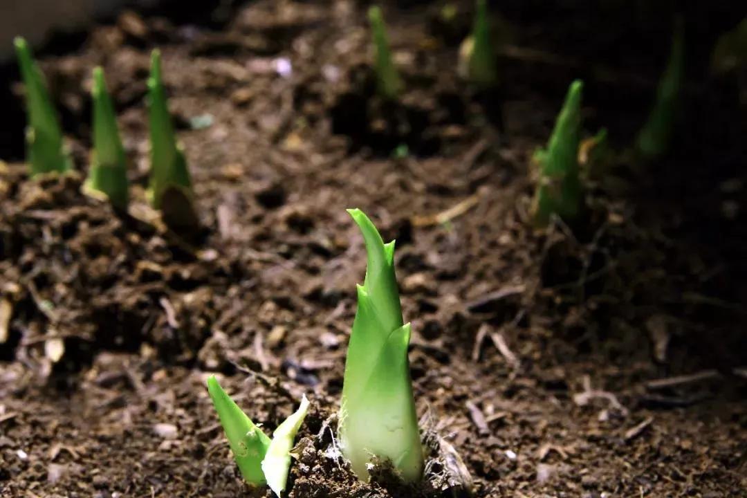 描写春分的古诗名句大全,十首春分诗词带你览尽美好春光