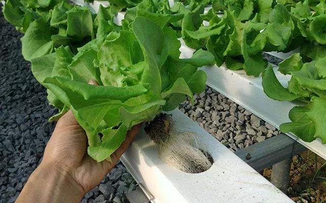 无土栽培蔬菜是怎么栽培的,无土栽培蔬菜营养液推荐