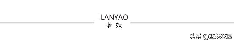 月季花盲芽,月季花怎么有盲枝和盲芽呢