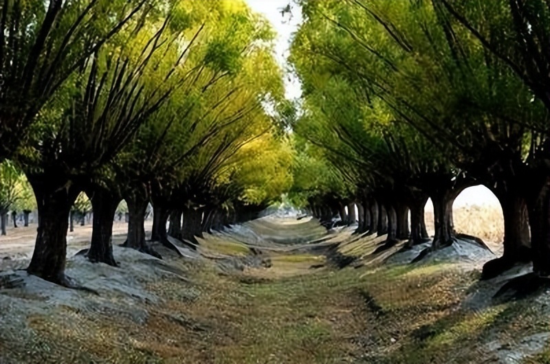 多元共治生态治理模式,多元共治的生态治理模式