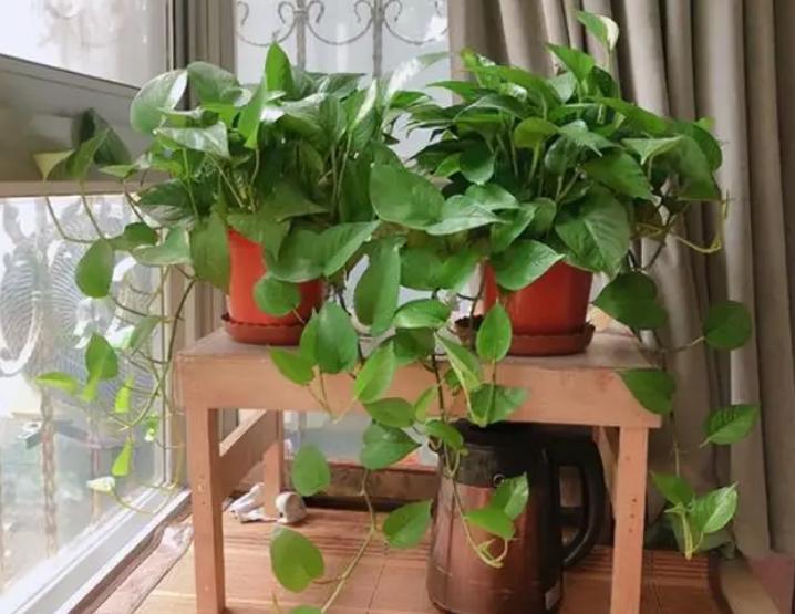 绿萝为什么叶子发黄应该怎样管理,绿萝叶片发黄怎么消除