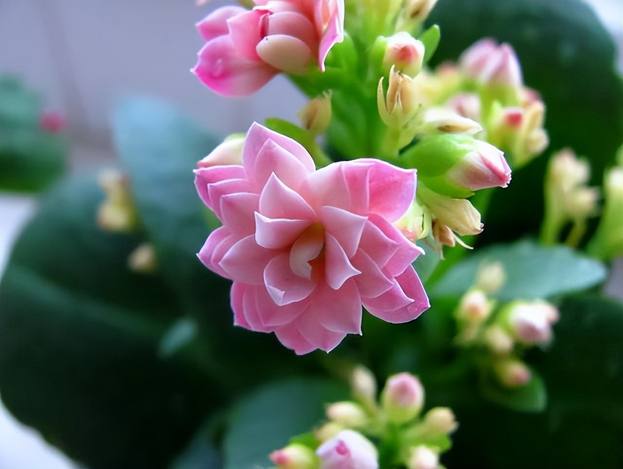 长寿花叶子小怎么处理,长寿花叶子小掉叶子是怎么回事