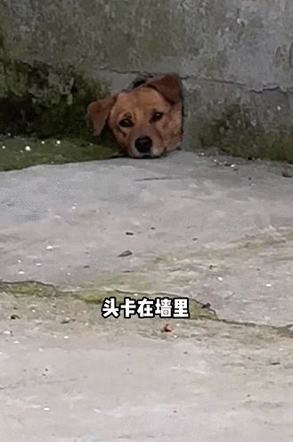 小红书如何快速提高播放量,小红书笔记一个小时点击率破千