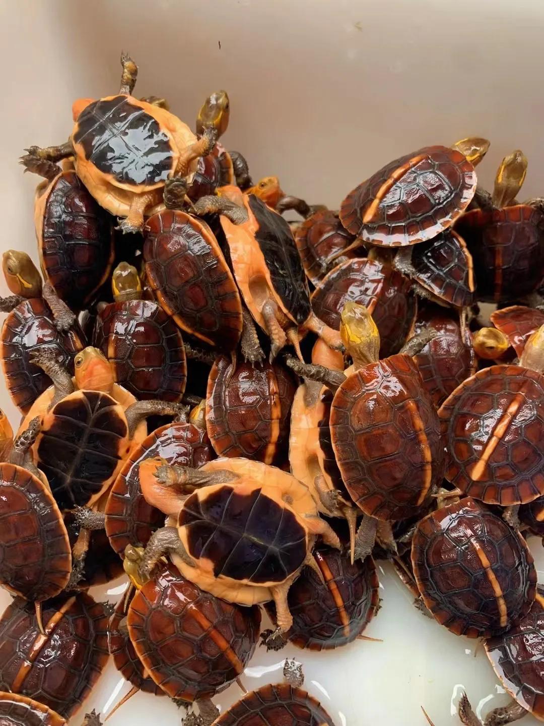 新龟到家刚开始一段时间怎么养,新龟到家喂食注意事项