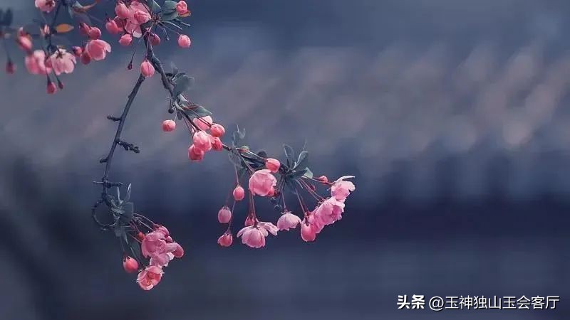春色撩人春意浓浓,春色撩人姹紫嫣红