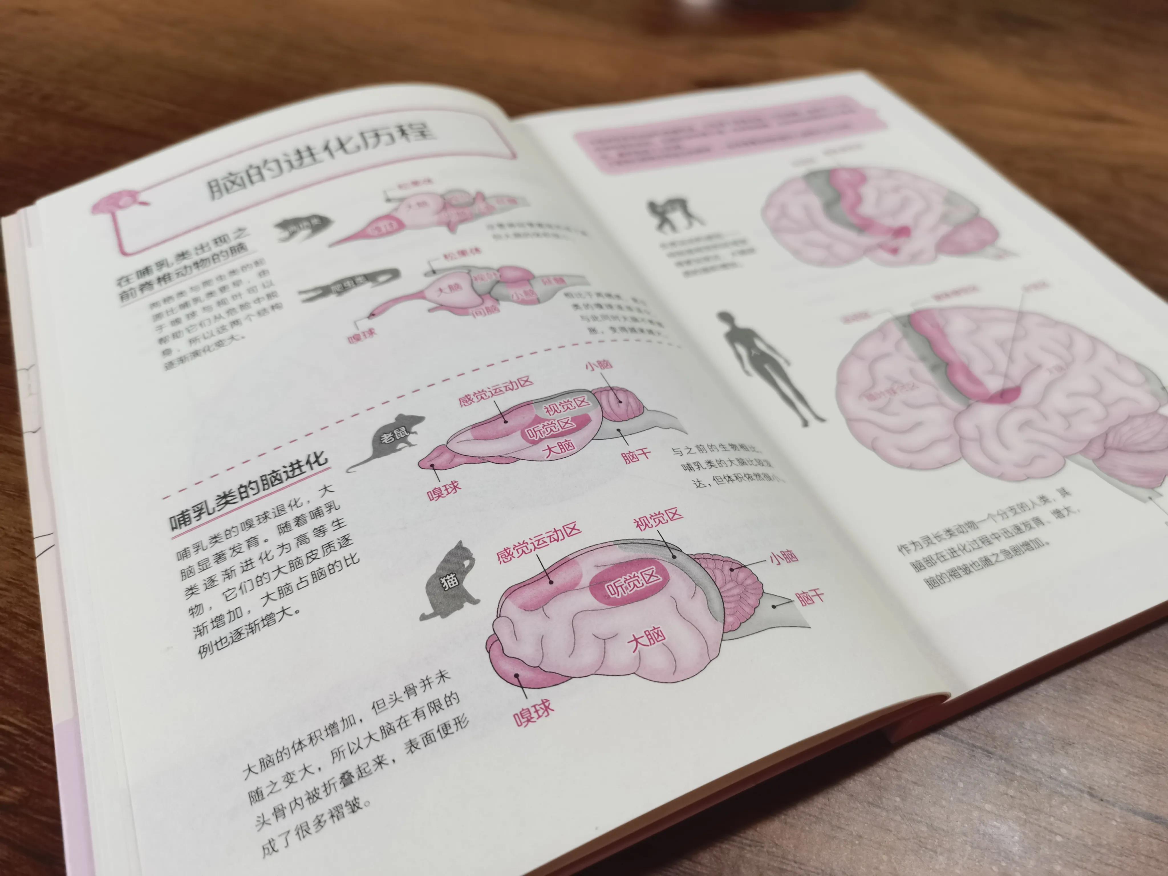 大脑说明书完整版,大脑操作手册