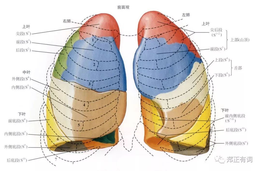 肺部切除手术对寿命的影响,肺部手术对心脏有影响吗