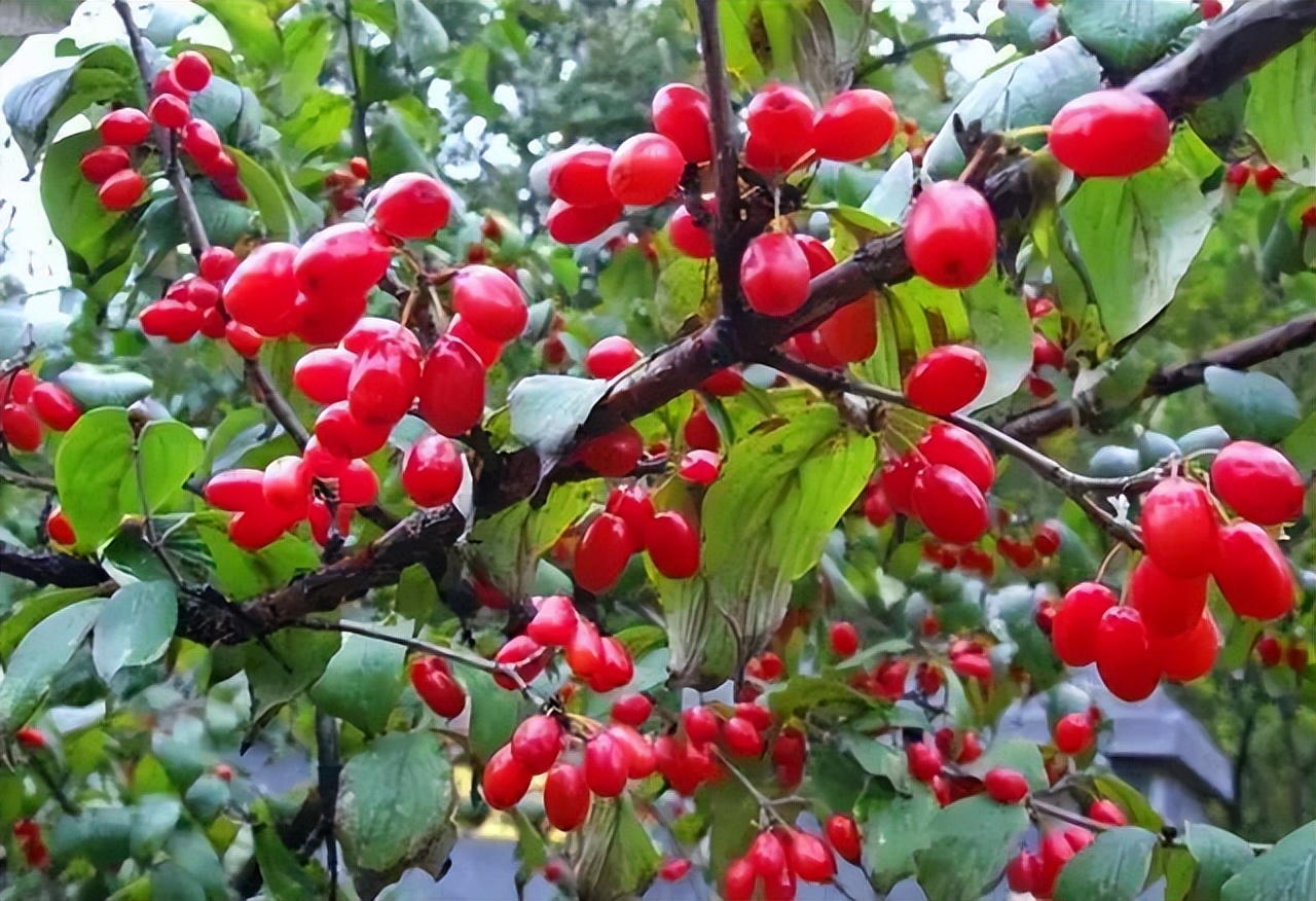 几十年前山里野生的野果,山上长得像枣的野果
