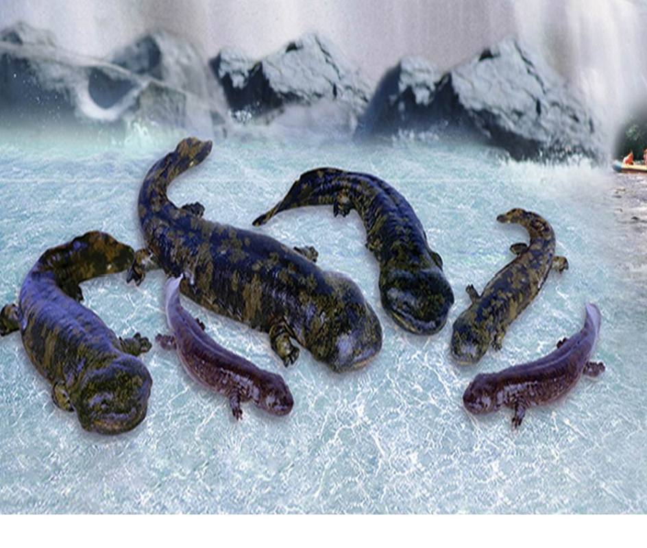 大鲵选育研究和病毒疫苗研发