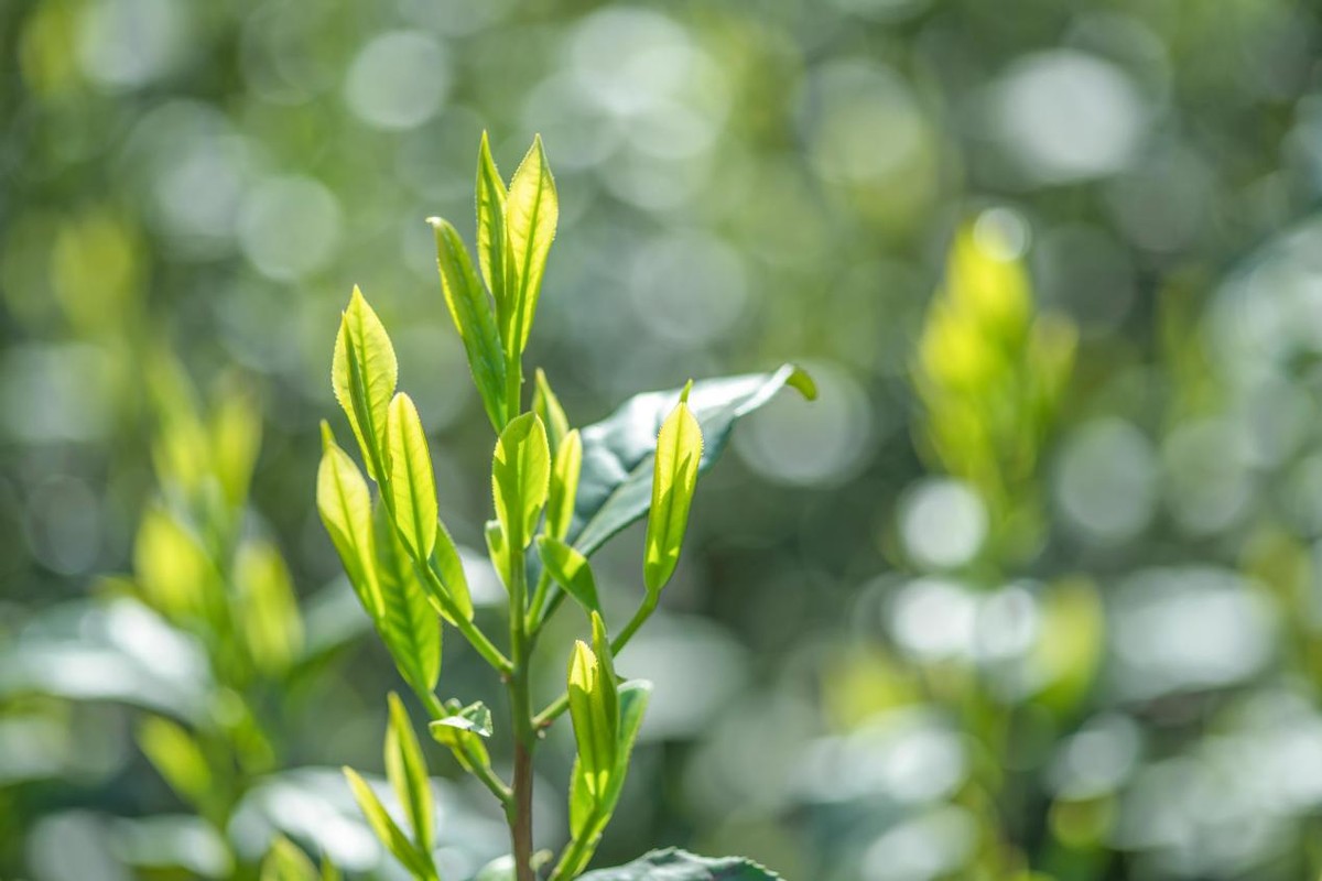 奇葩的茶名,奇葩的茶名字