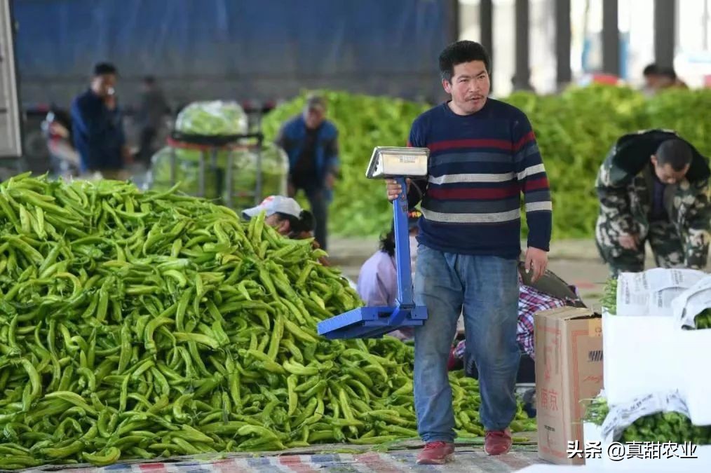 蔬菜供货持续增加菜价季节性下滑,蔬菜倒卖注意事项