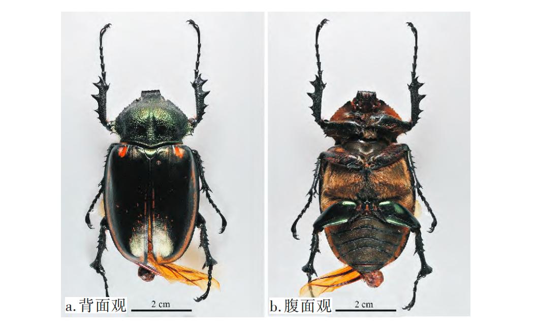阳彩臂金龟已经灭绝了吗,阳彩臂金龟真的灭绝了没