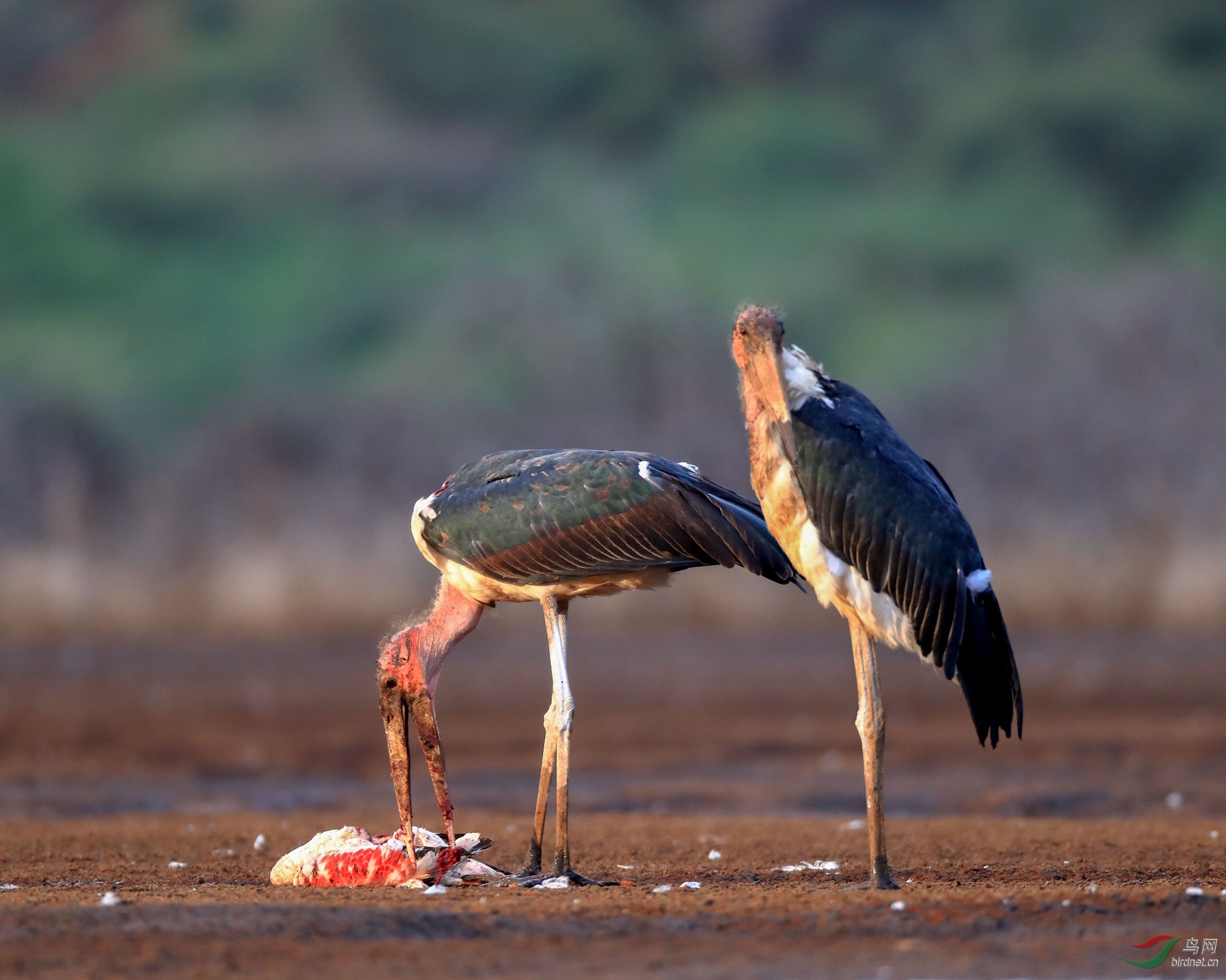 印度垃圾山养出巨鸟，比小孩还高，为何当地贫民吃垃圾也不吃它？