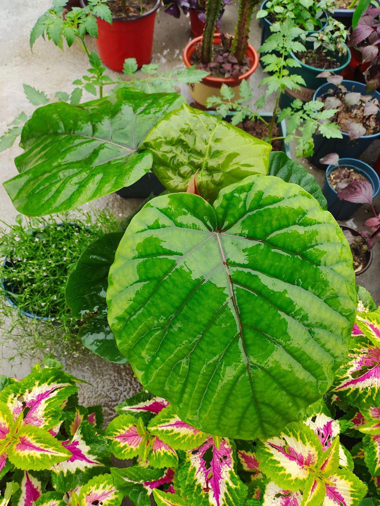 植物施肥的方法和注意事项,花卉施肥什么肥最好