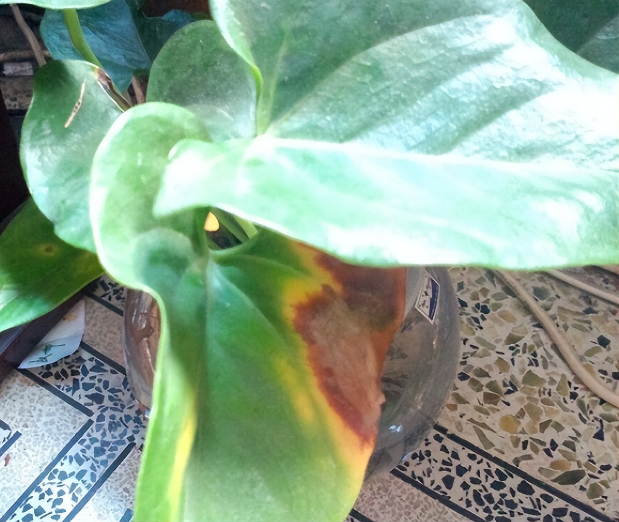 红掌叶子发黄焦边干枯掉叶掉花,红掌叶子枯萎了怎么补救