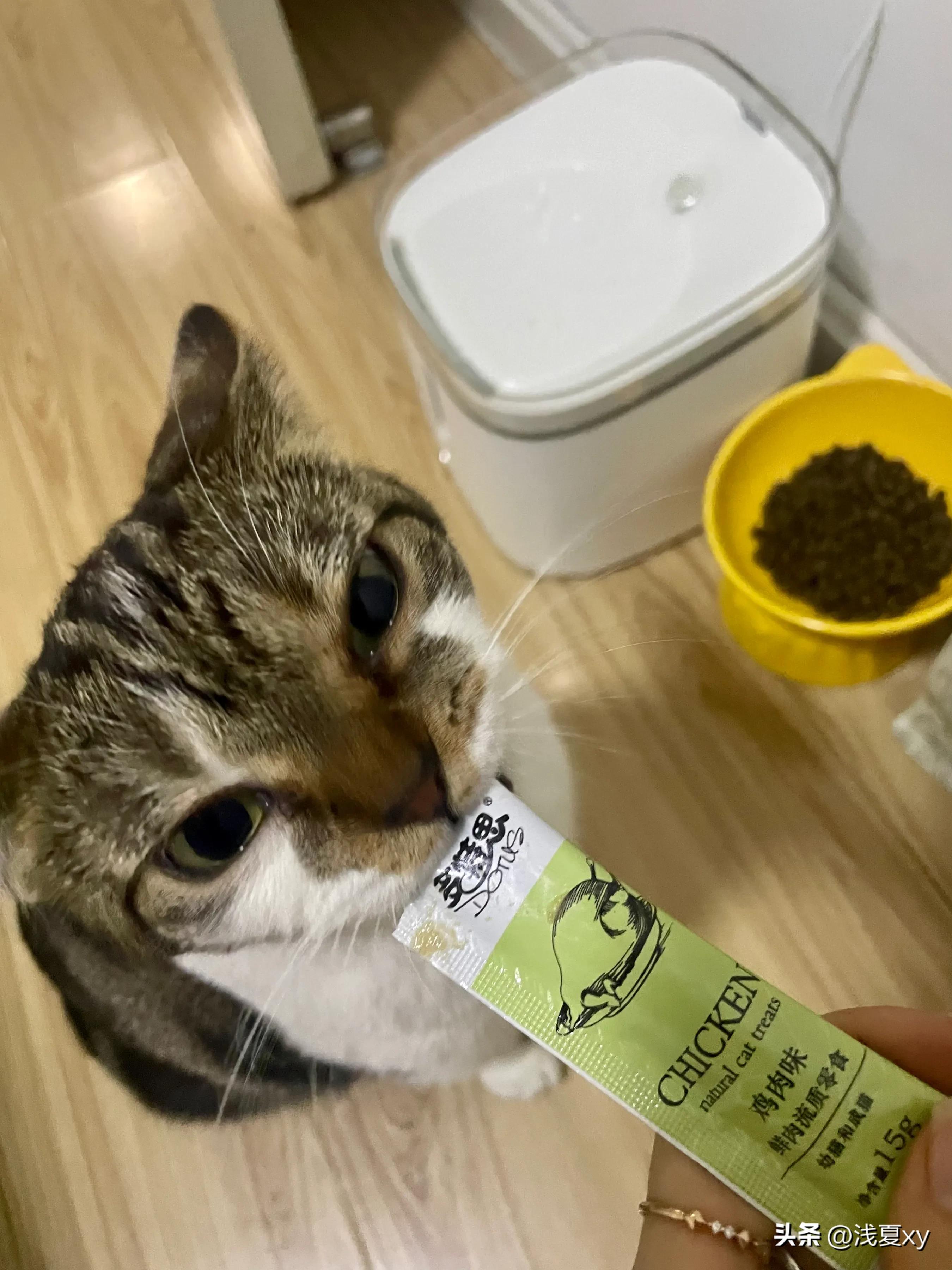 500块没治好一只猫拉肚子