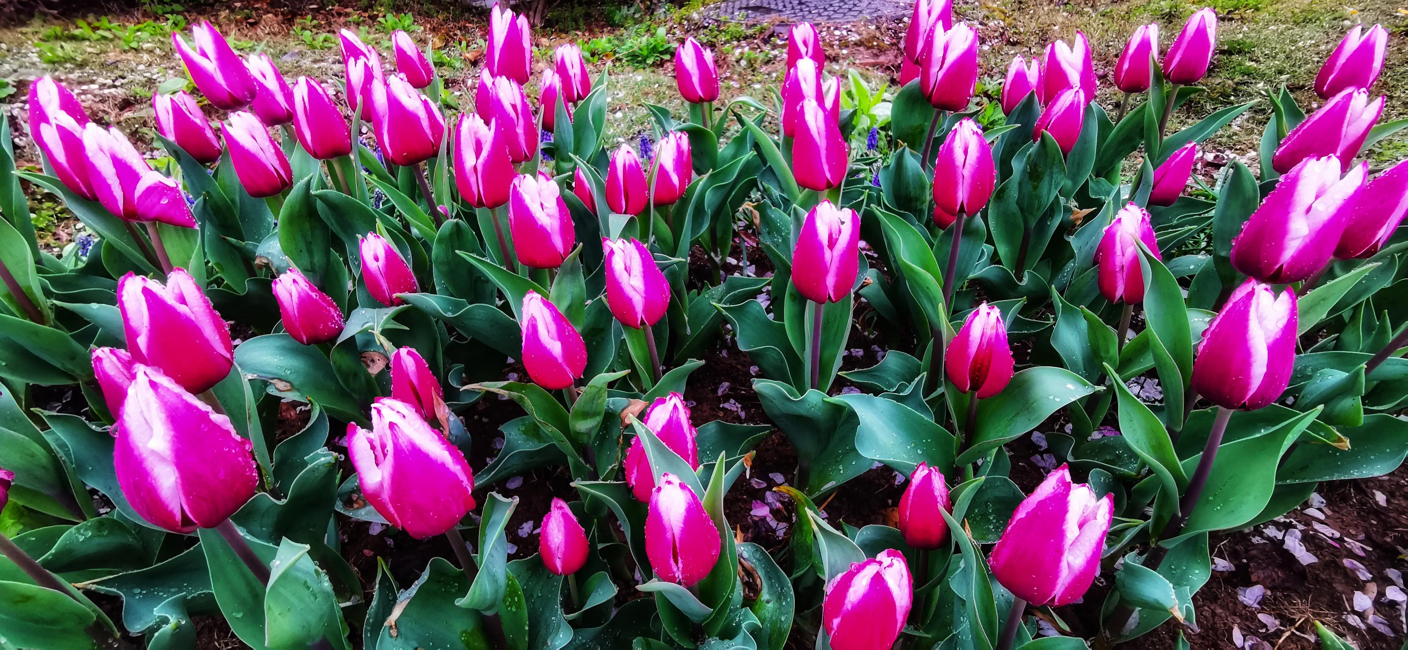湖北宜昌花海赏花,枝江同心花海四月有什么花