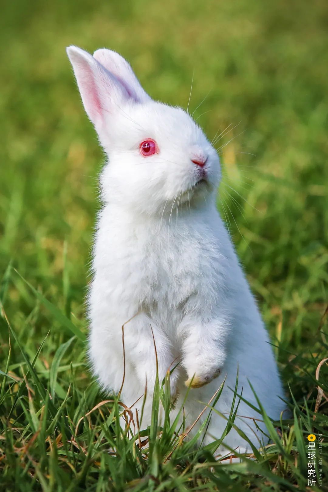 兔年来了,兔年来了怎么样