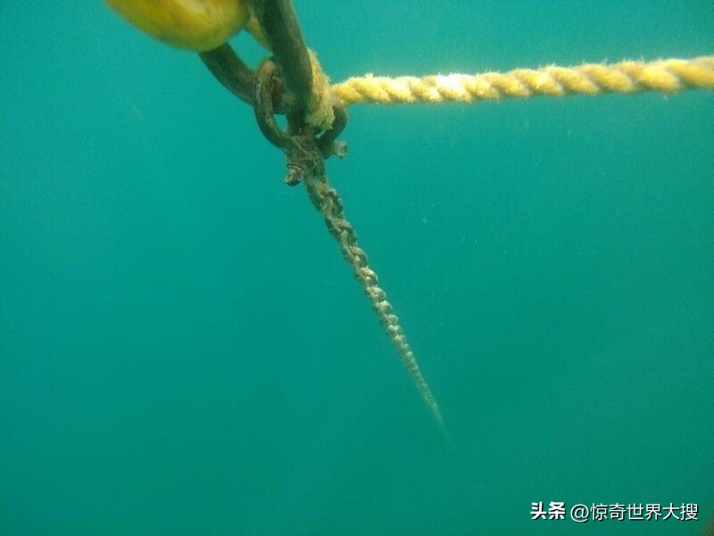 深海恐惧症最怕的100张图,深海恐惧症超长照片