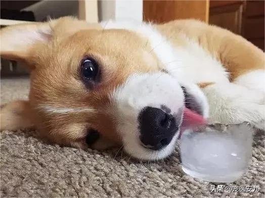 狗狗夏季中暑该如何急救,狗狗避免中暑急救处理方法